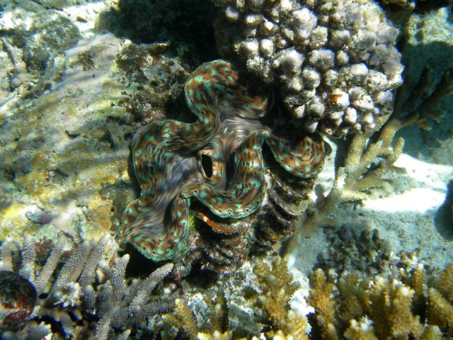 122- Un benitier de la barriere de corail 